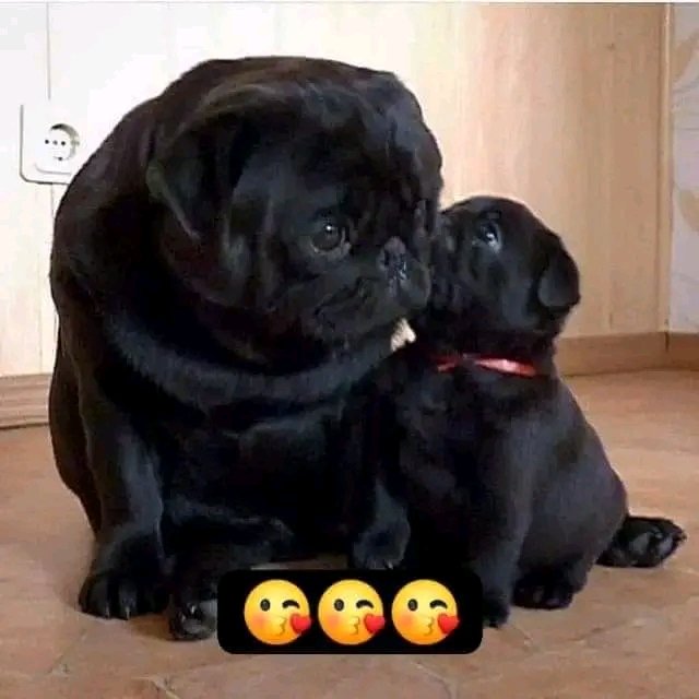 So cute🥰🥰
#puglovers #pugsnotdrugs #dogstagram #instadog #pugfamily #pugtwitter