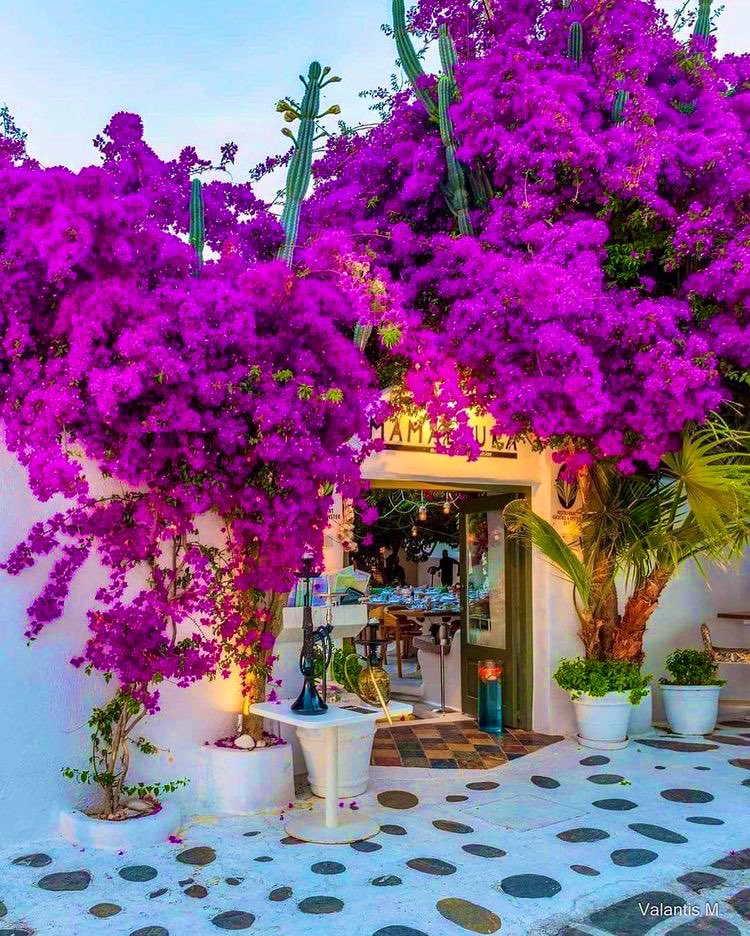 🍃🌺🍃🌺🍃🌺🍃🌺🍃🌺🍃🌺🍃                 
            
             Good morning Folk 🌞
          Happy Thursday to you 🌼

#ThursdayThought 🌺 #CoffeeTime ☕️
#BeKindAlways 🌸 #StayPositive 💐 
#PeaceAndLove 🕊️ #Summer ☀️

🍃🌺🍃🌺🍃🌺🍃🌺🍃🌺🍃🌺🍃