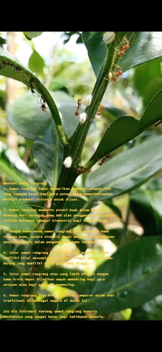 Maryfaeries's tweet image. 