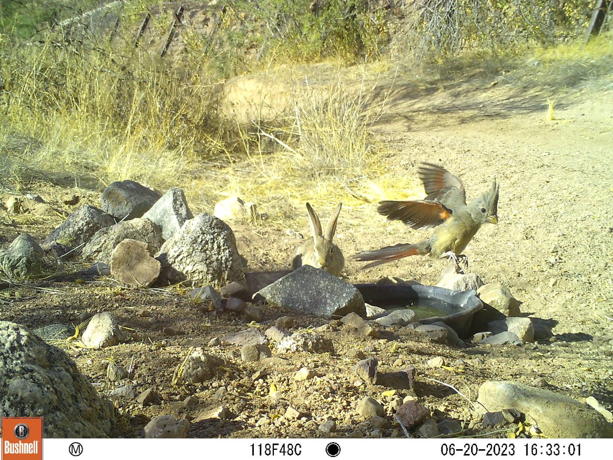 Young #pyrrhuloxia says 'cowabunga, cottontail! I'm outta here!' Desert #cardinal on #cameratrap.