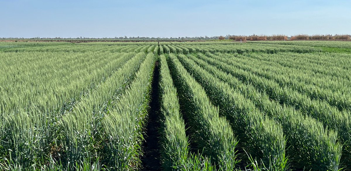 #Northernfarmingsystems... Sunprime planted April 12, flowering done and dusted, no frost damage, about 40% of profile PAW left in the tank and a month or so of cool, mild #CQ weather to fill in before things start heating up again from early to mid August.