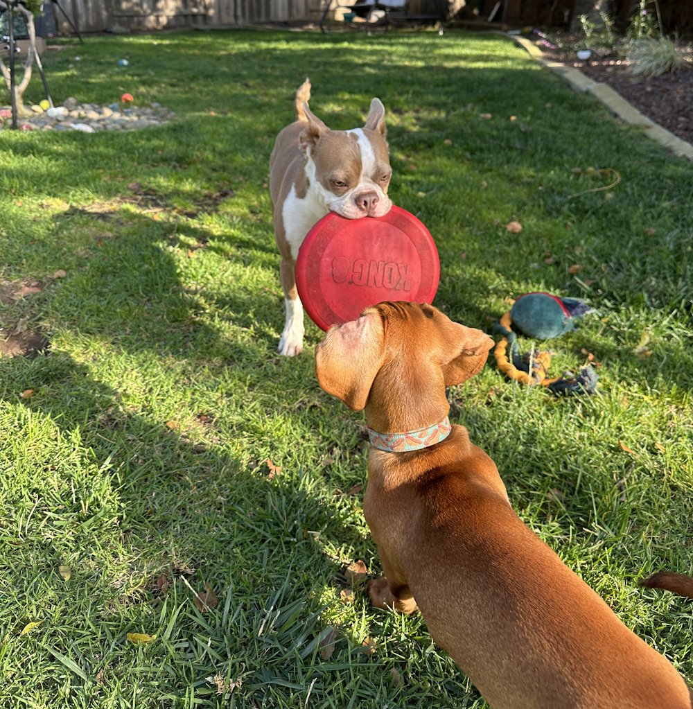 dragonblogger's tweet photo. Pumpkin taunting Heinz with the Kong Flyer Disc #bostonterrier #petsofdragonbloggers #dogs https://t.co/mhO6Q2mDlj