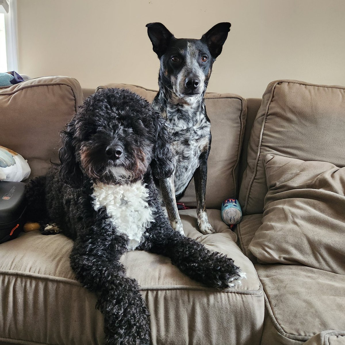 jennaginger's tweet photo. @Chewy Gonzo and Nova are two rescue dogs who love all toys. I love their quirky personalities and love for human affection. https://t.co/ivrldgDiUn