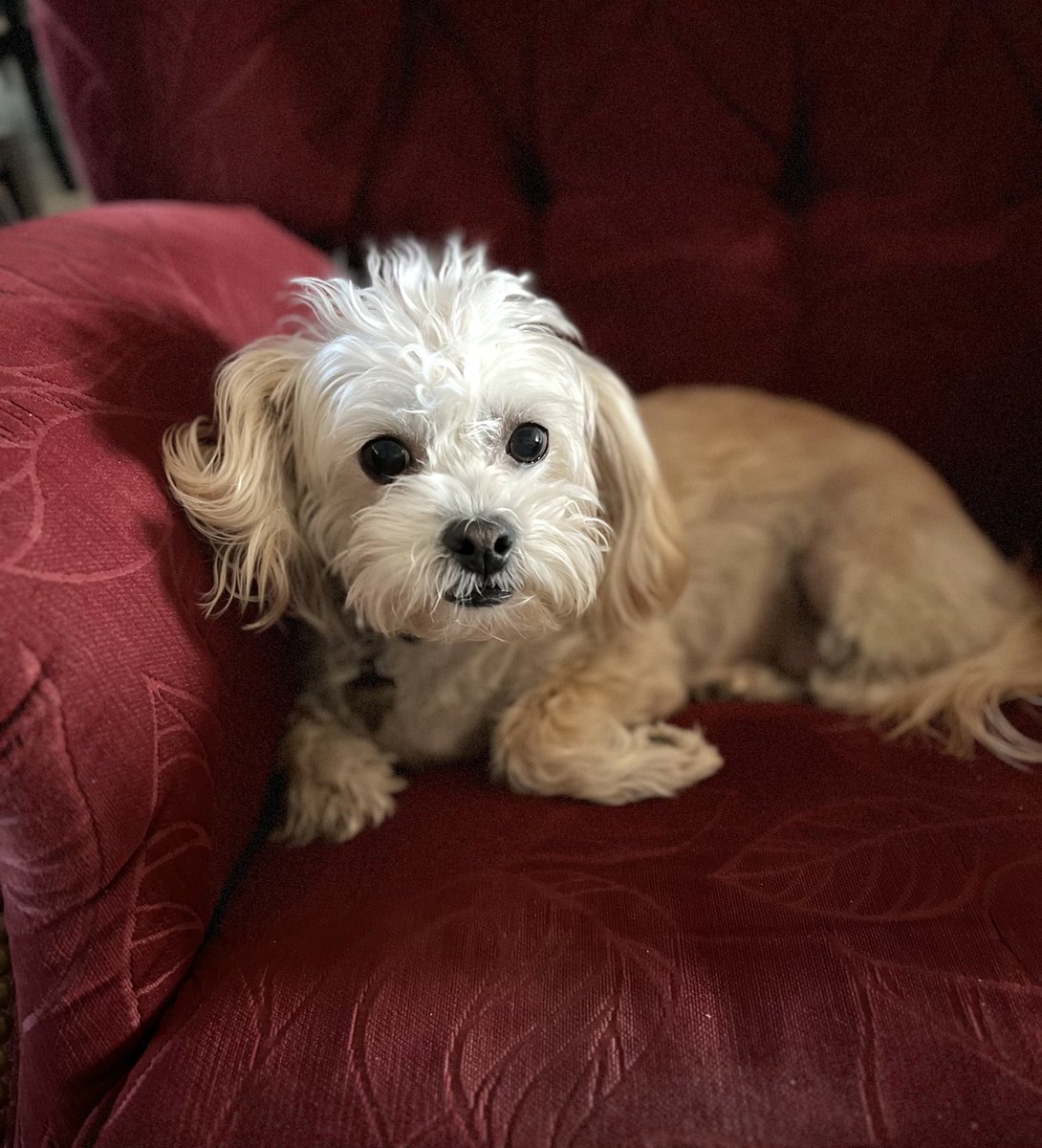 Lori Zitzelberger tweet media