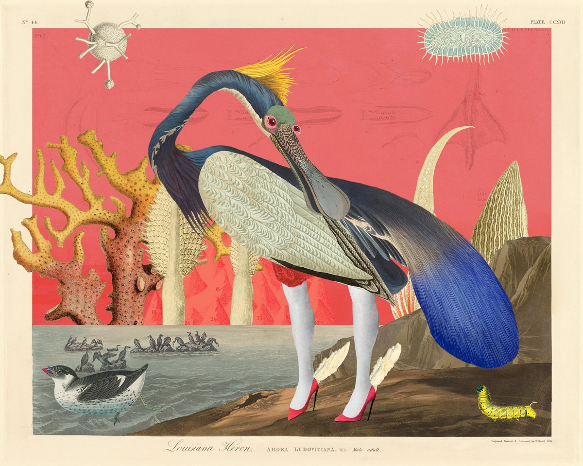 EsisGM's tweet photo. Oh how I lOVE this Spoonbill with the little caterpillar! πAnd the shoes! π π @BirdsOfSolis #birdsofsolis https://t.co/Zpbk5q6IQR