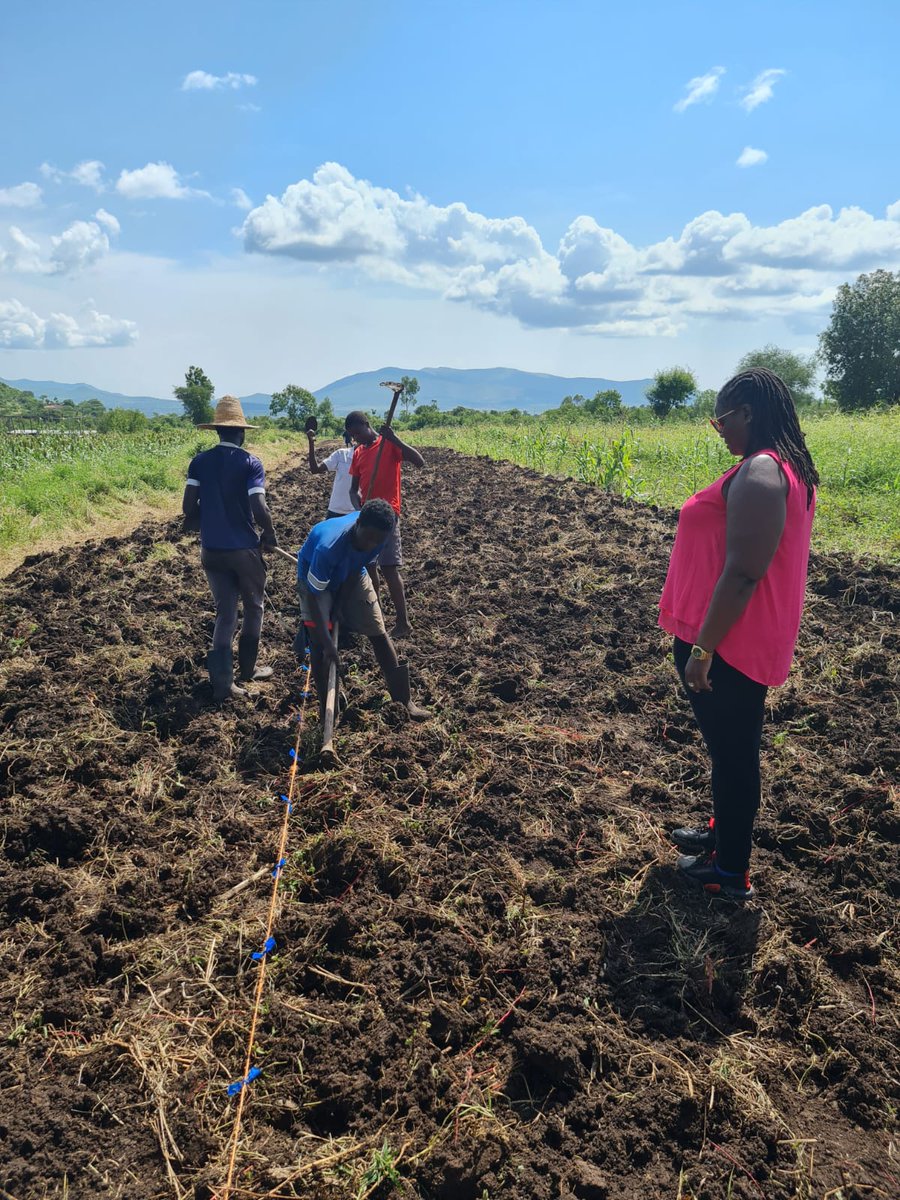 LactoneInvest's tweet photo. This project aims to sustain cassava production by ensuring the availability of clean and certified seeds. 
We are grateful to MEDA for supporting such an important undertaking to boost food security in the region. https://t.co/UH8NzEJvdY