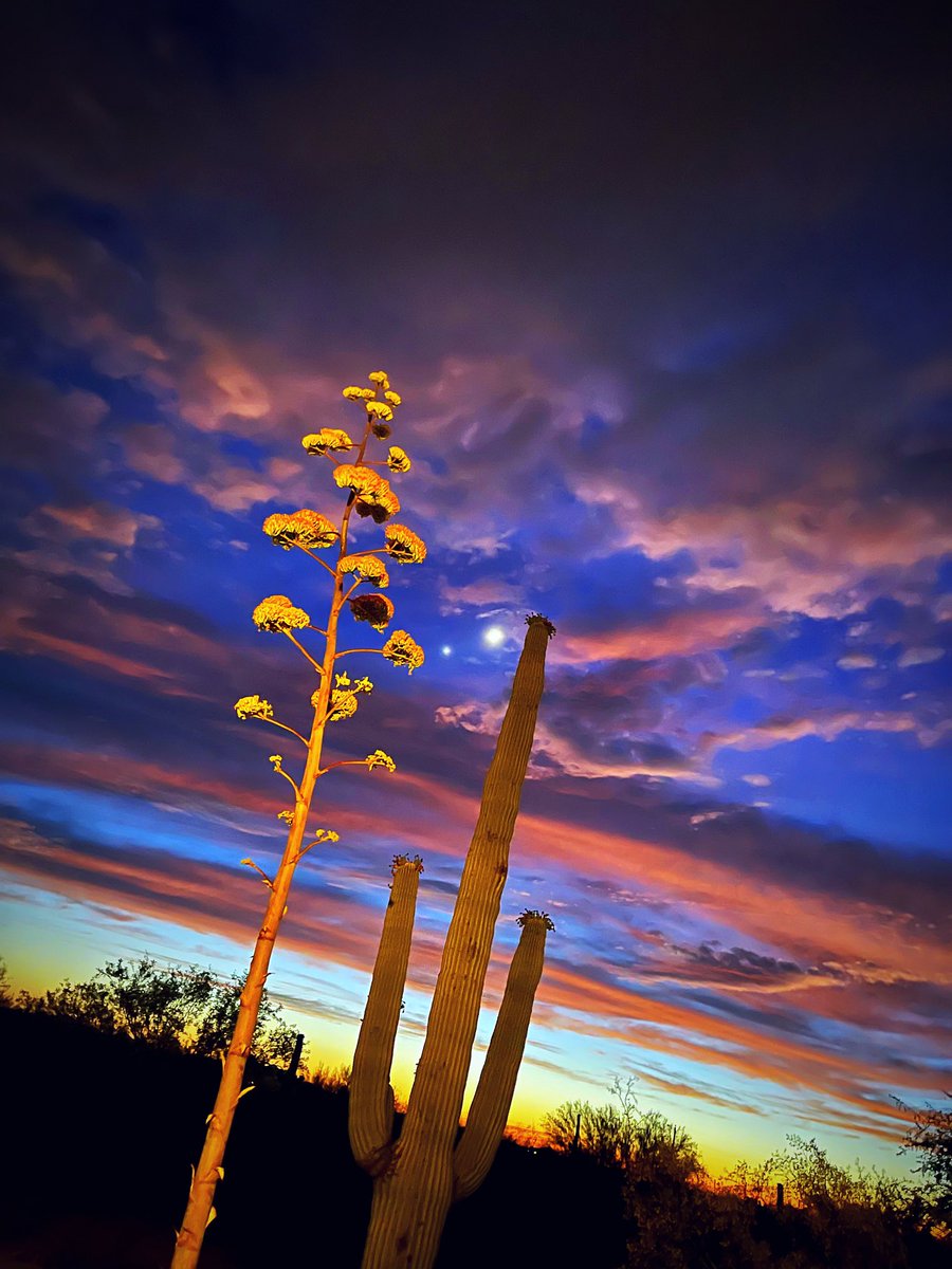 Tonight’s Venus/Moon conjunction as seen from the beautiful deserts of #Arizona. Image courtesy of my Venusian wife Amari 💗 #Astrology