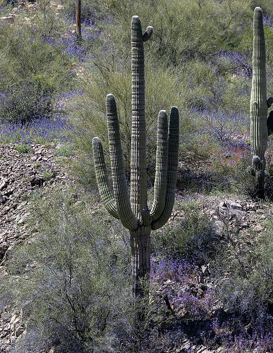 C_C_Photographs's tweet photo. New artwork for sale! - "Saguaro Cactus in Spring" - https://t.co/Sijms2Jd0n @fineartamerica https://t.co/k0fq44qfD3