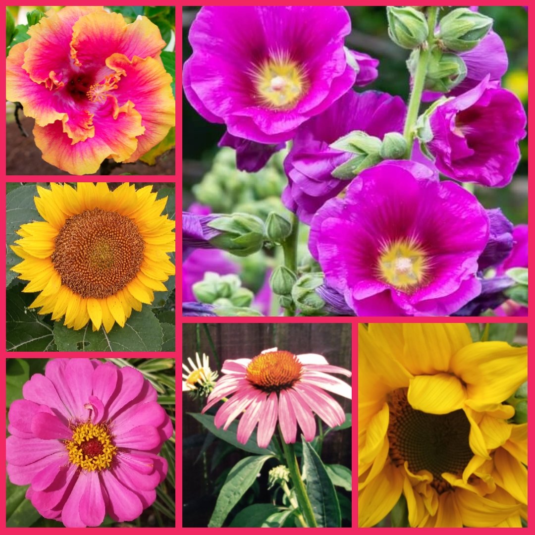 Just #Flowers I like for a little #ThursdayFlowers #thursdayvibes #colorful #JoyfulJune 🌺💐