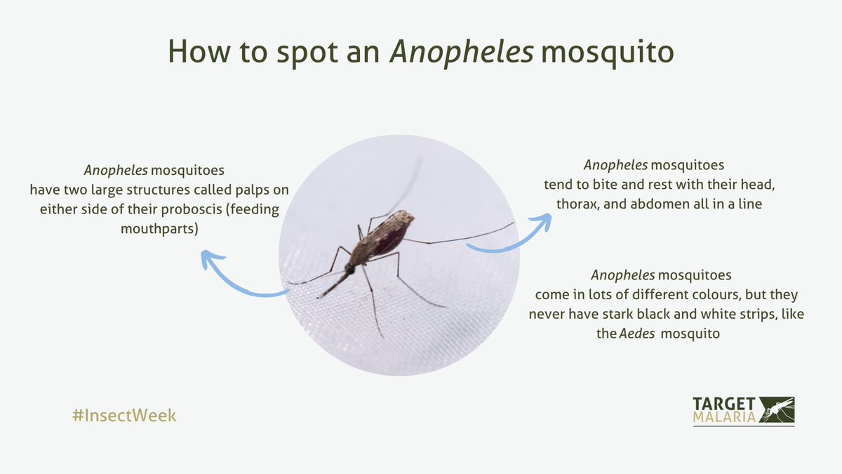 Thank you @malariagenomics for this brilliant thread on how to spot an Anopheles mosquito 🦟 twitter.com/malariagenomic…