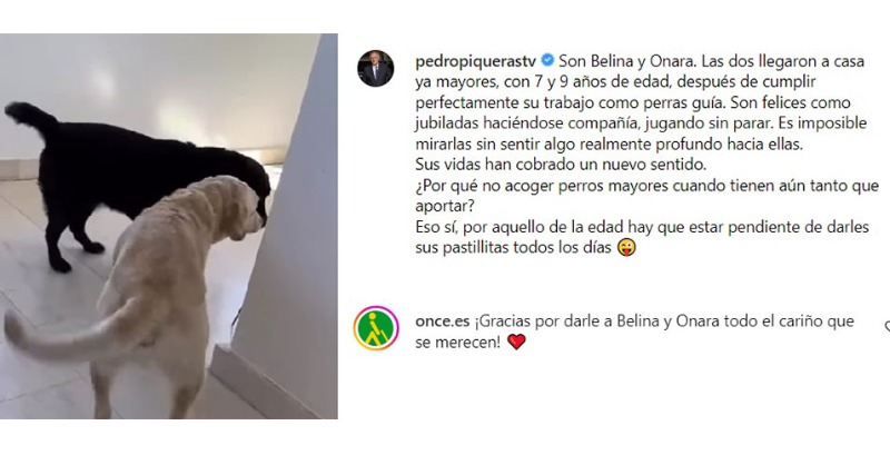 ONCE_oficial's tweet photo. ¡Grande, Pedro Piqueras, GRACIAS por darle a #Belina y #Onara todo el cariño que se merecen! ❤️
@LaVanguardia🔗 https://t.co/mJvsBeCQEO 

¿Y tú, quieres darle un hogar a un perro guía jubilado? Entra en la web de la Fundación ONCE del #PerroGuía e infórmate👇 

#FOPG👣🐾🦮