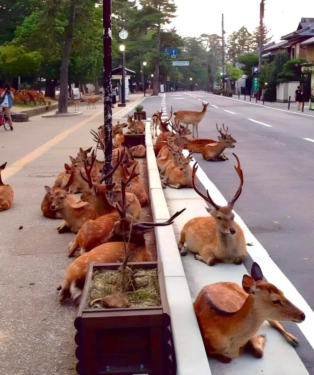 Japonların Nara şehri geyikleriyle ünlüdür.
Geyikler orada caddelerde insanlar arasında kendini güvende hissediyor. 

*Geyik tasavvufta yol göstericidir, manevi anlamda Islama,maddi anlamda yer veya sevgiye giden yolu gösterendir. Şamanizmde de önemlidir, yol…