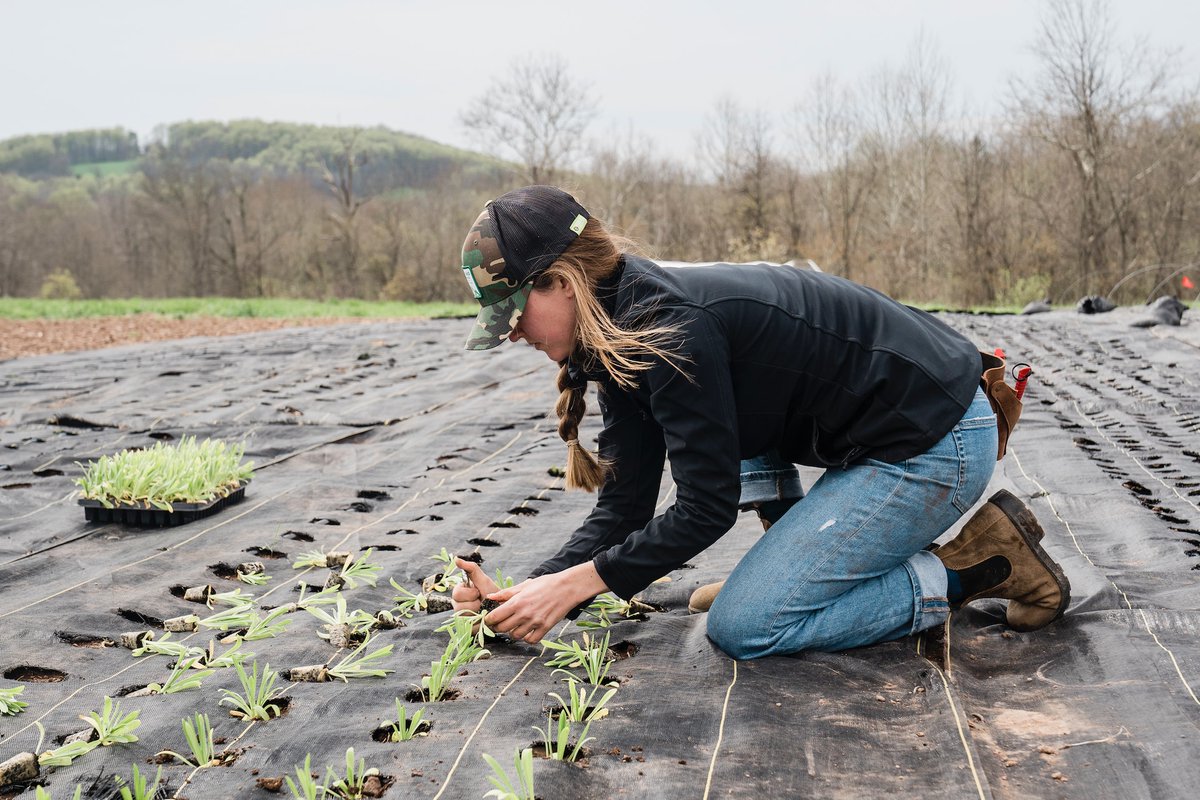 New LEAP funding for small-scale food and farming - please share 👉 🚨APPLICATION DEADLINE: 7 JULY🚨 How to apply: realfarming.org/programmes/lea… #agroecology #localsupplychains #communitybusiness #socialimpact #ethicalfunding #farmingwithnature #localfood #sustainablefarming