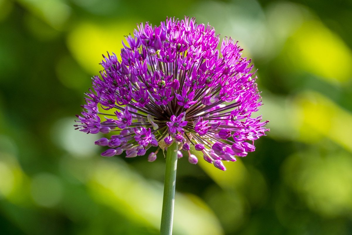 #AlliumHollandicum #FlowerPhotography #Macro
Ornamental Onion 'Purple Sensation' 
#MacroHour #StormHour #ThePhotoHour 
Photo by NickyPe at Pixabay, Austria, June 18, 2023 
#GardeningTwitter #NaturePhotography #NatureLovers