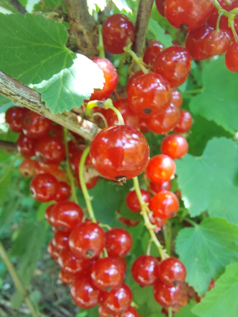 GrunzeugD's tweet image. Genug vor den Amseln gerettet.

#Ribisel #Johannisbeeren