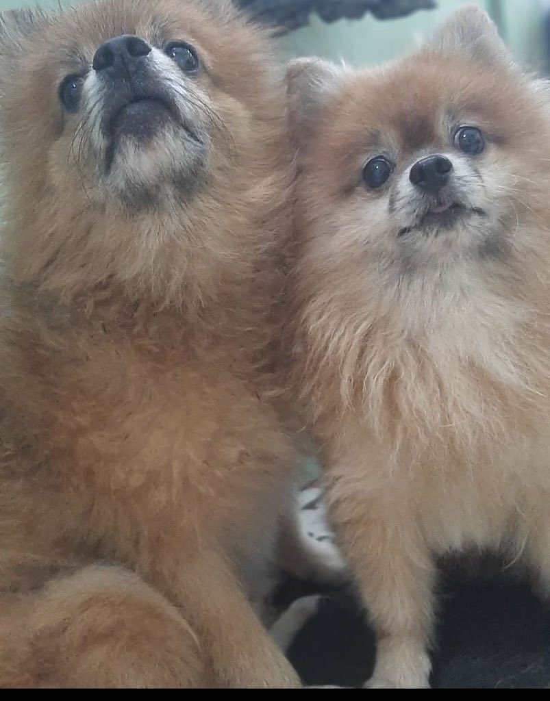 NewHelloMello's tweet image. Dua kesayangan akuwwh dah bareng ya sekarang.
Nanti kita ketemu lagi ya 😇😇😇😇

Mello 08072013 - 17012022
Xello 12042012 - 22052023 

Makasih udah nemenin aku, ya my baby. 🥰🥰🥰🥰🥰🥰