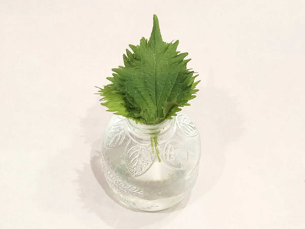 超簡単に大葉が長持ち！？ある工夫をするだけで1週間も新鮮に保存できる