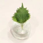 超簡単に大葉が長持ち!？ある工夫をするだけで1週間も新鮮に保存できる