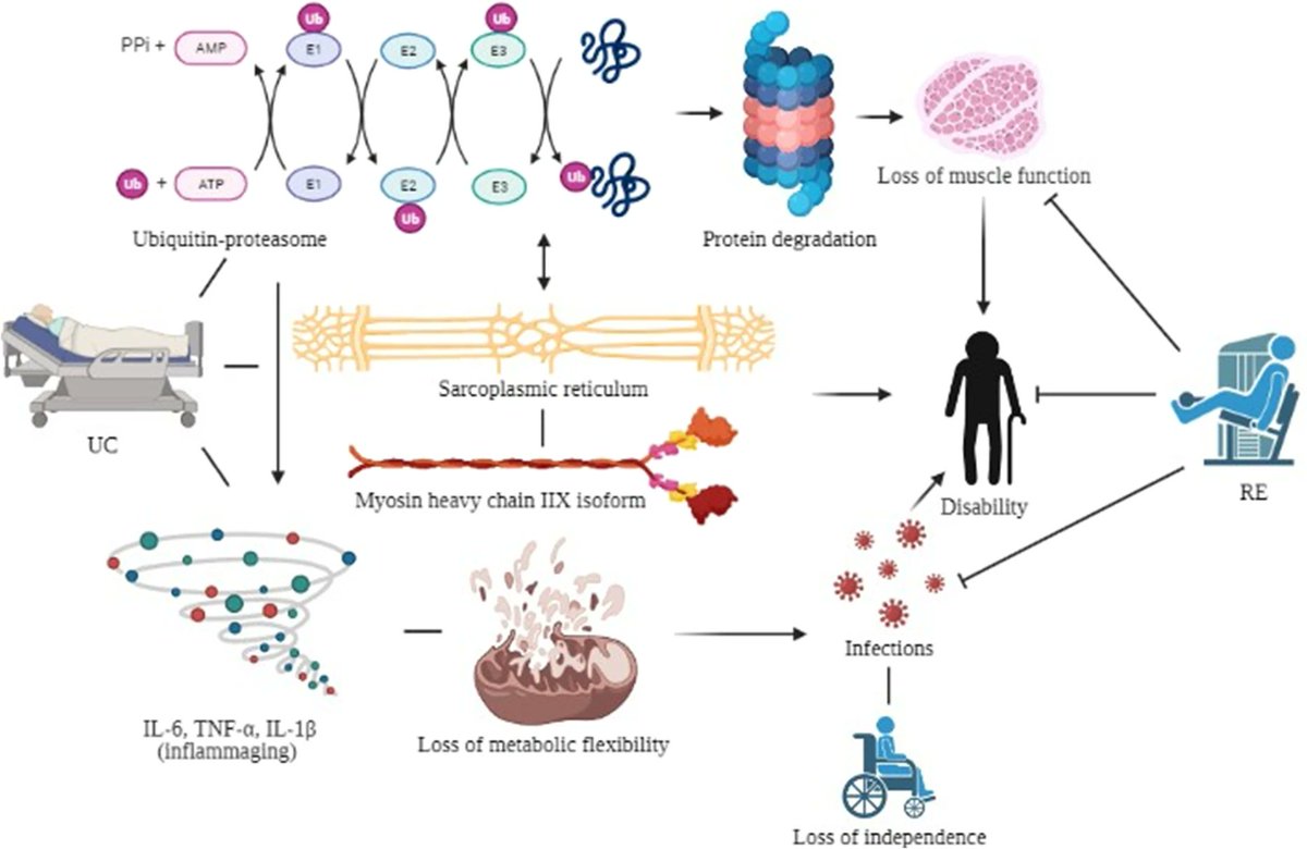 "This meta-analysis highlights the importance of including RE intervention for acute hospitalized older adults [...] to improve muscular strength and power and functional capacity" <a href="/carneiromas/">Marcelo A. S. Carneiro, PhD</a> rdcu.be/de7Ad #FisioTIC23 <a href="/ETFISIO/">MUAFT_RS</a> <a href="/MSterapiactiva/">Máster Ejercicio Terapéutico</a>