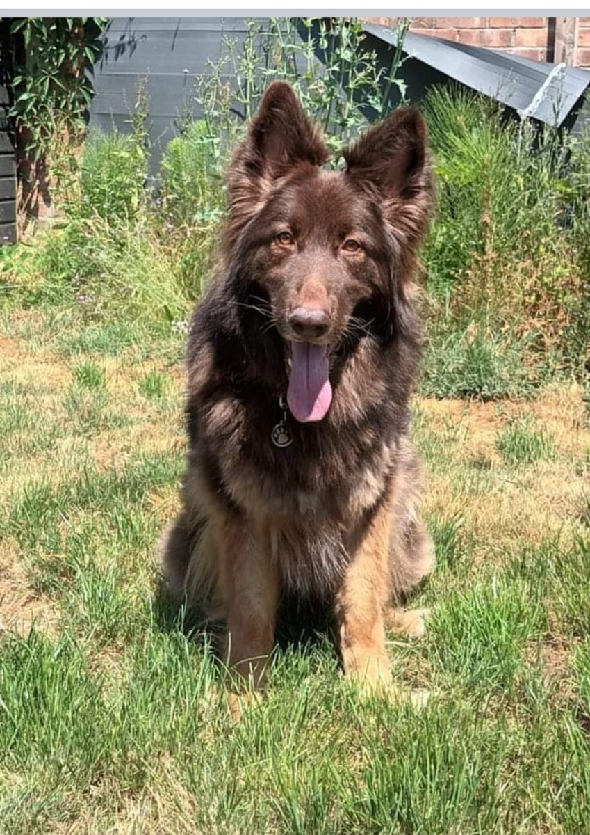 SE Region stunning 5 year old Bear #adopted #AdoptDontShop #RESCUEISMYFAVORITEBREED #GermanShepherd