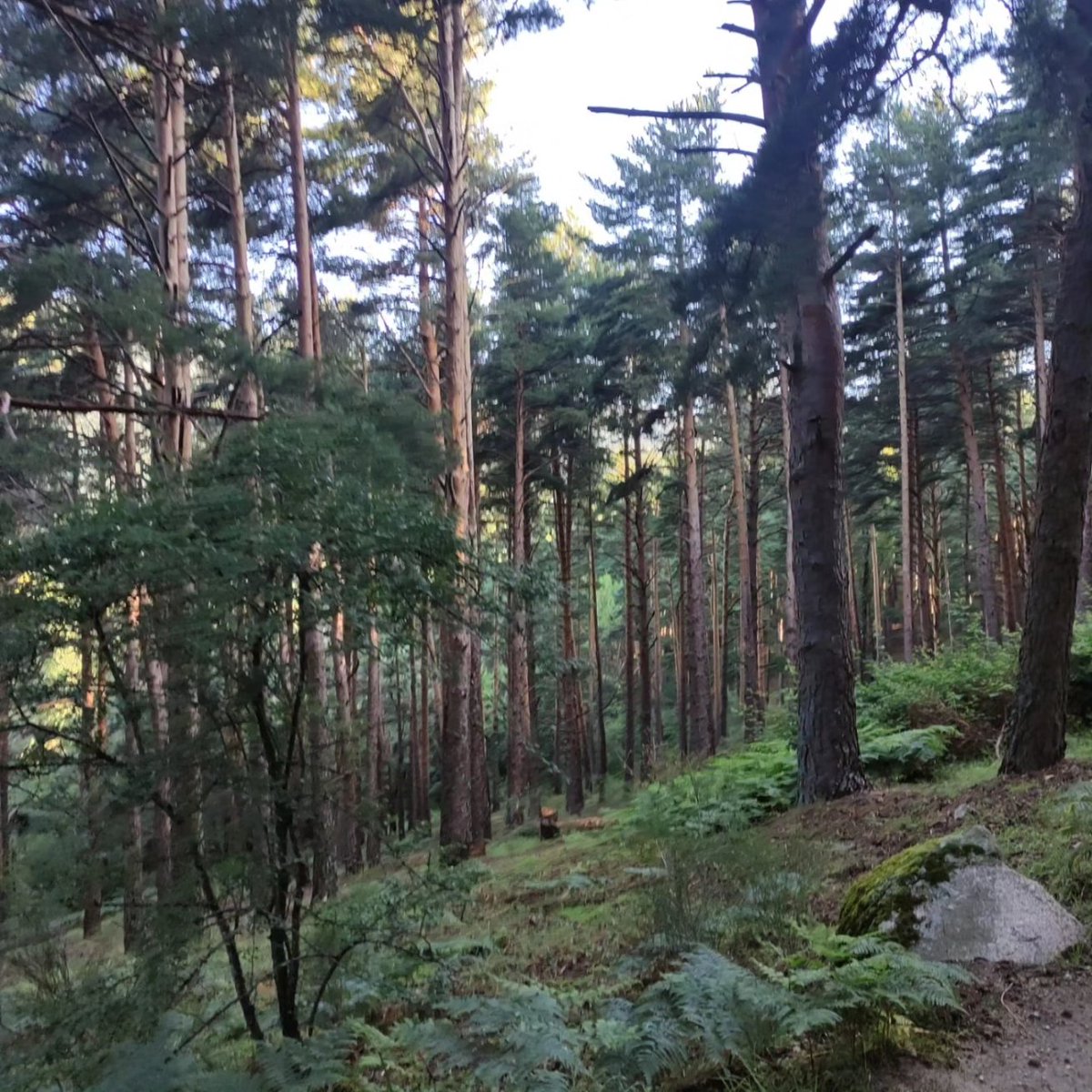 MontserratFUHEM's tweet photo. 📢La marcha reto 🔟 continúa con su recorrido.🚶🏻🎒 Ayer llegaron a Cercedilla🏘️ después de una jornada de lo más intensa.🪫🛣️🥾 Tras una noche de tormenta,⛈️ han amanecido con un día espléndido☀️ y han iniciado su última etapa destino Valsaín.🤗
¡Ya lo tenéis! 💪🏻👏🏻
#MarchaReto https://t.co/FMtXRxflzU