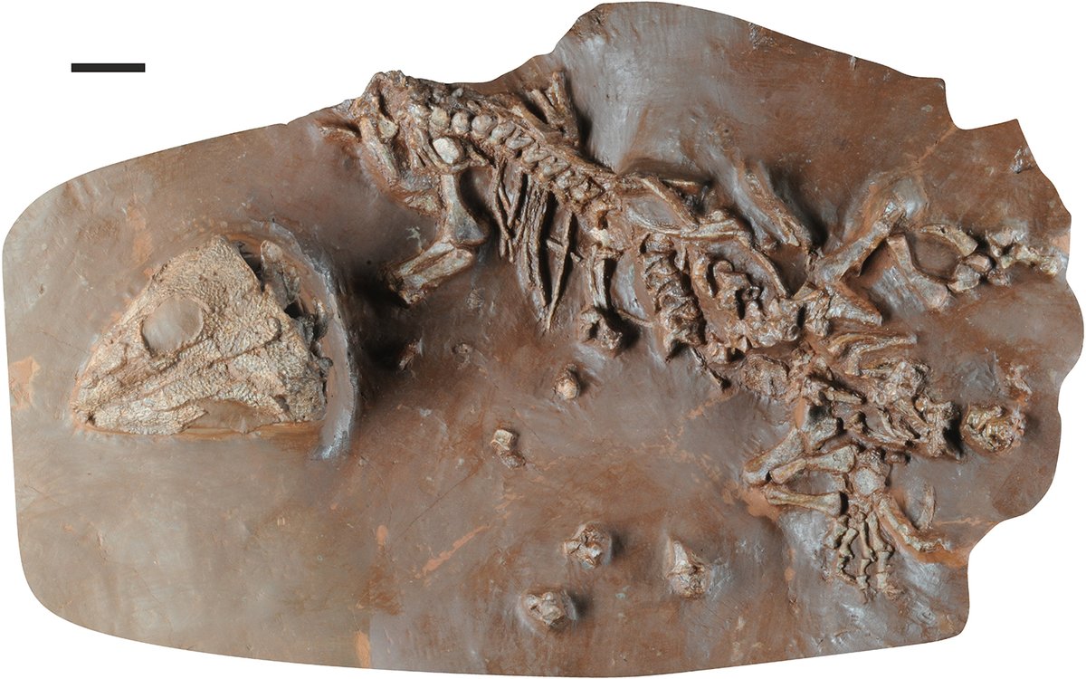 IB3 Notícies (@ib3noticies) on Twitter photo Fita paleontològica important. Troben el Tramuntanasaure, una nova espècie de rèptil fòssil amb 270 milions d’anys d’antiguitat. Així ho ha descobert el Museu Balears de Ciències Naturals i l'<a href="/ICP_MCrusafont/">Institut Català de Paleontologia Miquel Crusafont</a> després de trobar unes restes a Banyalbufar.
➡️ ib3.org/?p=443367 Fita paleontològica important. Troben el Tramuntanasaure, una nova espècie de rèptil fòssil amb 270 milions d’anys d’antiguitat. Així ho ha descobert el Museu Balears de Ciències Naturals i l'<a href="/ICP_MCrusafont/">Institut Català de Paleontologia Miquel Crusafont</a> després de trobar unes restes a Banyalbufar.
➡️ ib3.org/?p=443367