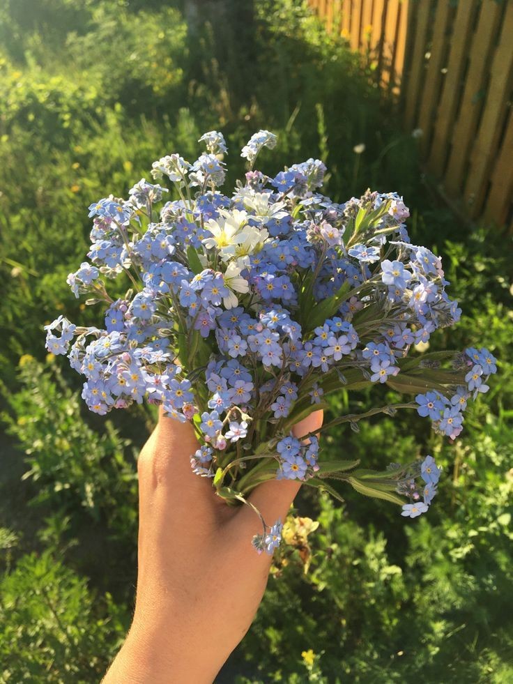 mycelticmoon's tweet photo. Forget-me-nots ♡ https://t.co/EiJllLOawt