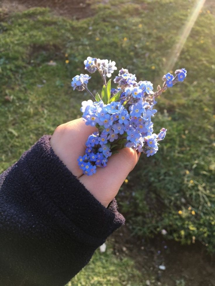 Forget-me-nots ♡