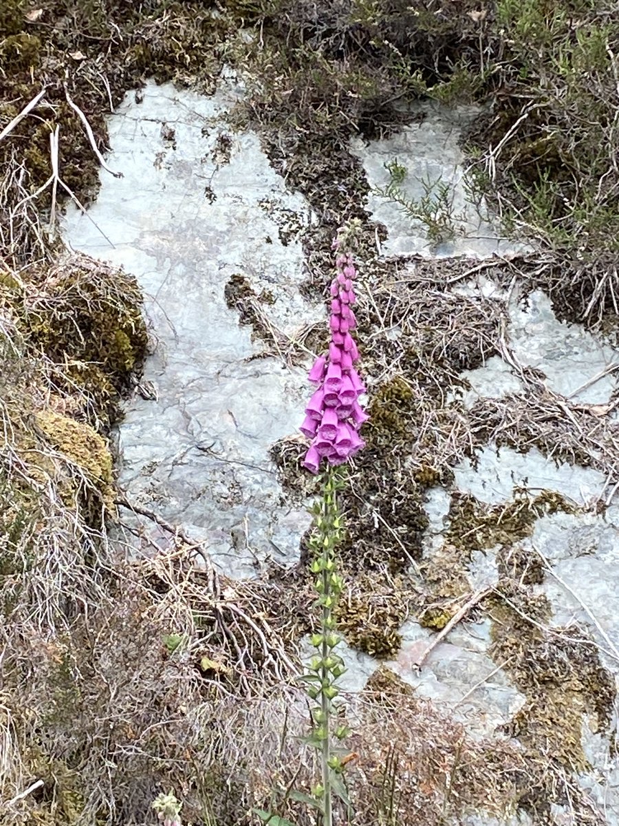 Its beautiful blossoms jumped out at me and in the same instant I thought of how it is also deadly if ingested. 

How similar is this to sin or doing the wrong things in life?! 

#Beautiful #Foxglove #Flowers #FocusOnGod #InspiredByNature