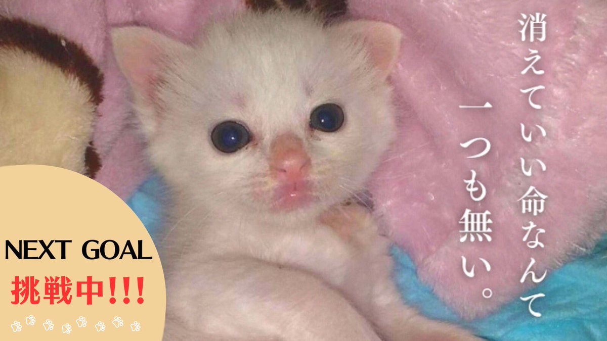 #クラウドファンディング 終了まであと8日 ネクストゴール目指し少しでも多くの医療費をお願いしたく最後まで引き続きのご支援 ご協力 #拡散 をどうかお願いします🙏 #保護猫
readyfor.jp/projects/kusun…