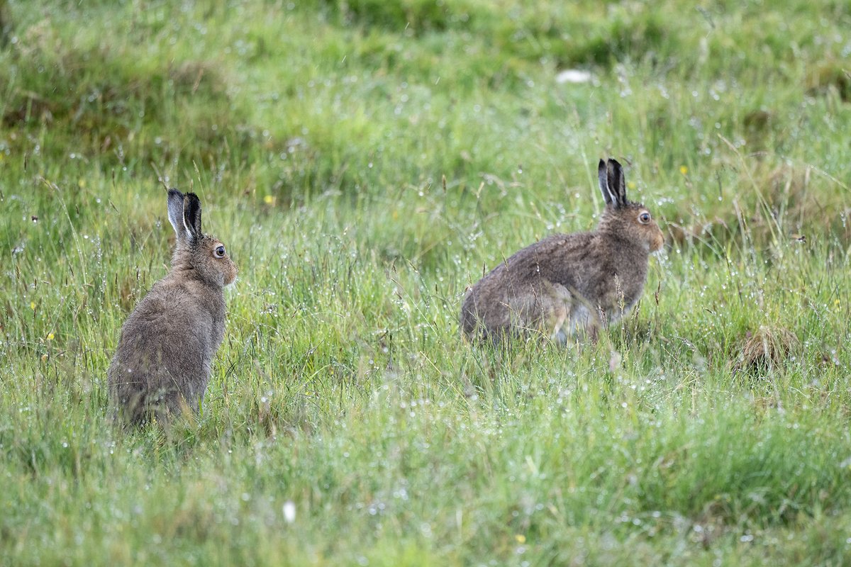 One with wet feathers, and some with wet Hares