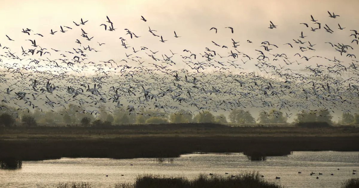 UK Blue Carbon Forum (@ukbluecarbon) on Twitter photo Researchers at <a href="/Cambridge_Uni/">Cambridge University</a> and <a href="/nature_org/">The Nature Conservancy</a>, in a breakthrough for ecosystem mapping, have created a globally consistent map of Earthโs #TidalMarshes, an important #BlueCarbon habitat. Read more here ๐ buff.ly/3X8umCF Researchers at <a href="/Cambridge_Uni/">Cambridge University</a> and <a href="/nature_org/">The Nature Conservancy</a>, in a breakthrough for ecosystem mapping, have created a globally consistent map of Earthโs #TidalMarshes, an important #BlueCarbon habitat. Read more here ๐ buff.ly/3X8umCF