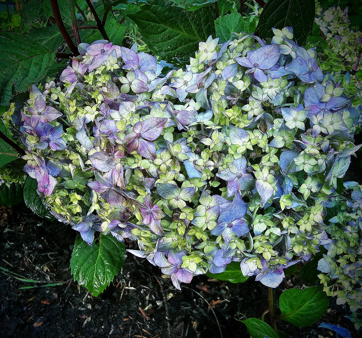 GN peeps 🩵 A factoid about me... I fall in love every day... In the garden! 🩵 This hydrangea got the memo that it was #SummerSolstice2023 & it started it's annual journey to color... By giving me this heart (((🩵)))
#photography #NaturePhotography #naturelover Much love xx