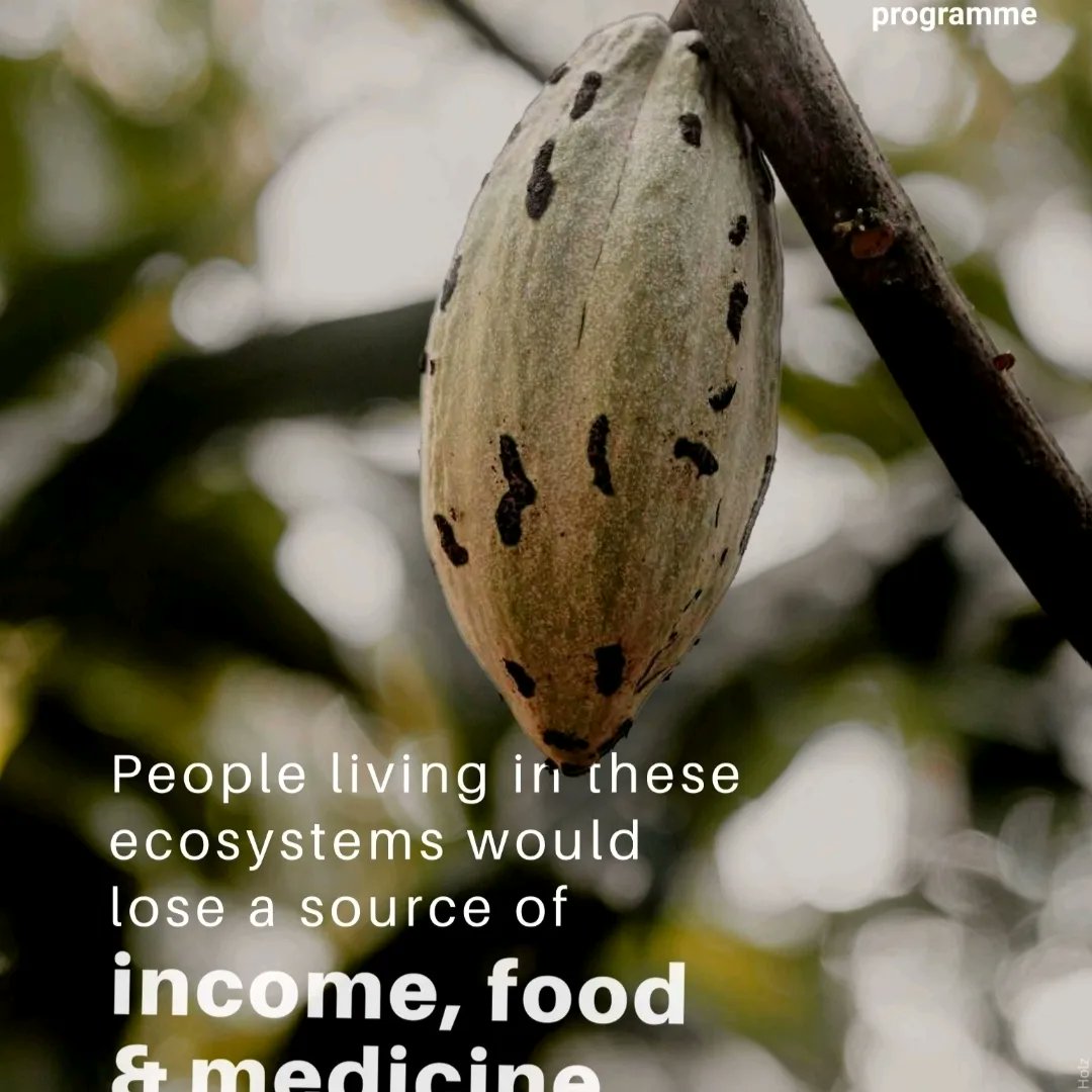 🌳 Did you know that rainforests are home to over half of the world's plant and animal species? 🦜🌺 🌍 Join the cause, as every day we lose around 80,000 acres of these vital ecosystems🌿🌎 #RainforestFacts #BiodiversityMatters #ActForNature #ConservationEfforts