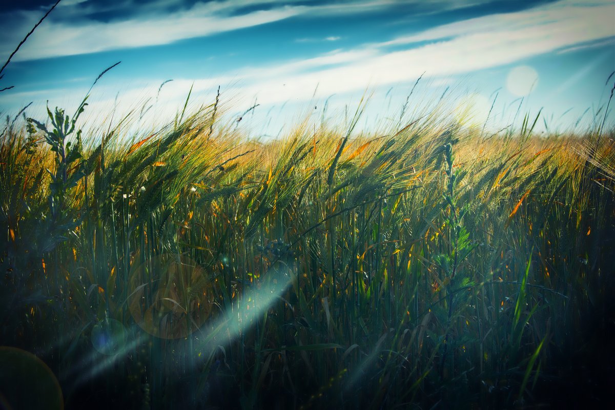 Blowing in the Wind
#photography #photographer #photographybloggers #photooftheday #flora #beautiful #NatureBeauty #NaturePhotography #nature #summer #naturelovers #floral #SummerVibes #trekking #naturephotos #beautiful #BeautifulWorld #lighting #evening #explore #Sweden #rural