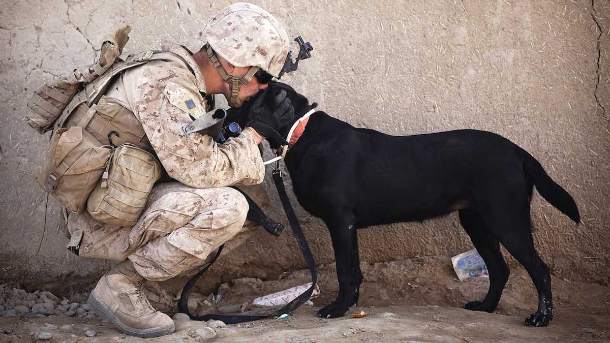 🐾🌟 From sniffing out contraband to guiding the visually impaired, Dogs with Extraordinary Jobs are the true heroes among us! #TheBestPetDogs #DogsOfInstagram #WorkingDogs #HeroicCanines 🐶💼
thebestpetdogs.blogspot.com/2023/05/dogs-w…