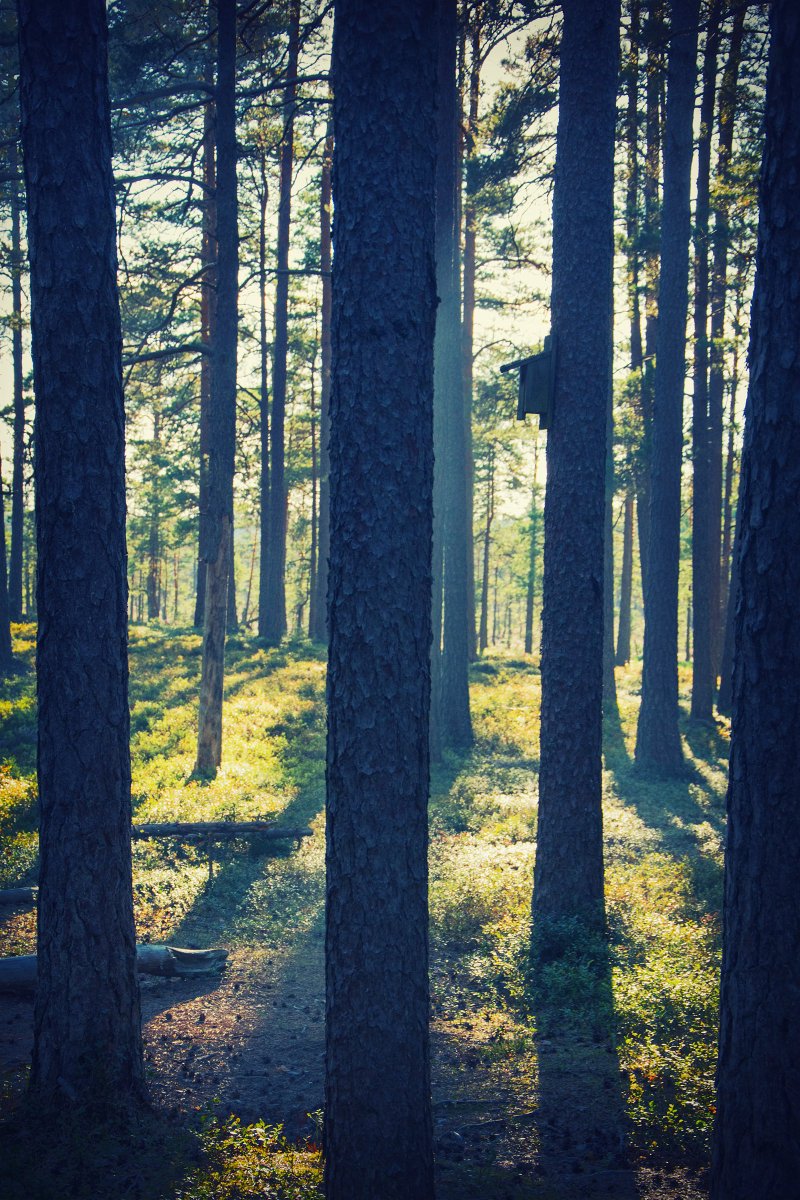 Bird's Dwelling
#photography #photographer #photographybloggers #photooftheday #nature #naturephotos #trees #woods #NaturePhotography #NatureBeauty #trekking #summer #BeautifulWorld #Travel #travelphotography #explore #midsummer #beautiful #naturelovers #morning #light #Sweden