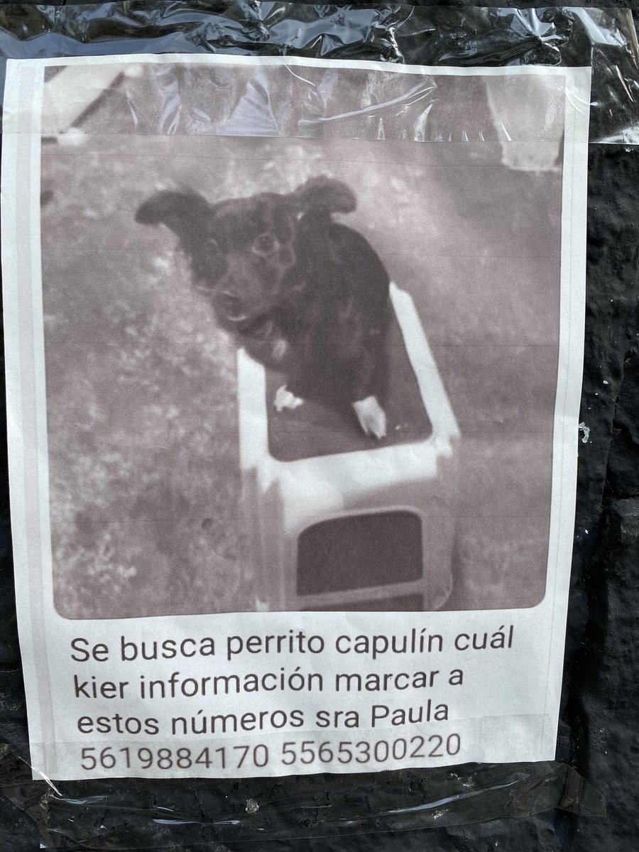 diego rico tweet media