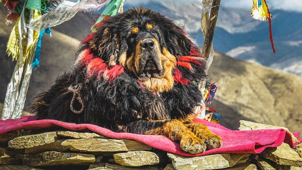 "💰🐶 Ready to discover the lap of luxury? Check out our countdown of the Top 10 Most Expensive Dog Breeds! From elegant Afghan Hounds to regal Samoyeds, these furry companions come with a hefty price tag. #TheBestPetDogs #DogsOfInsta #ExpensiveDogs  🏷️🏆
thebestpetdogs.blogspot.com/2023/06/top-10…