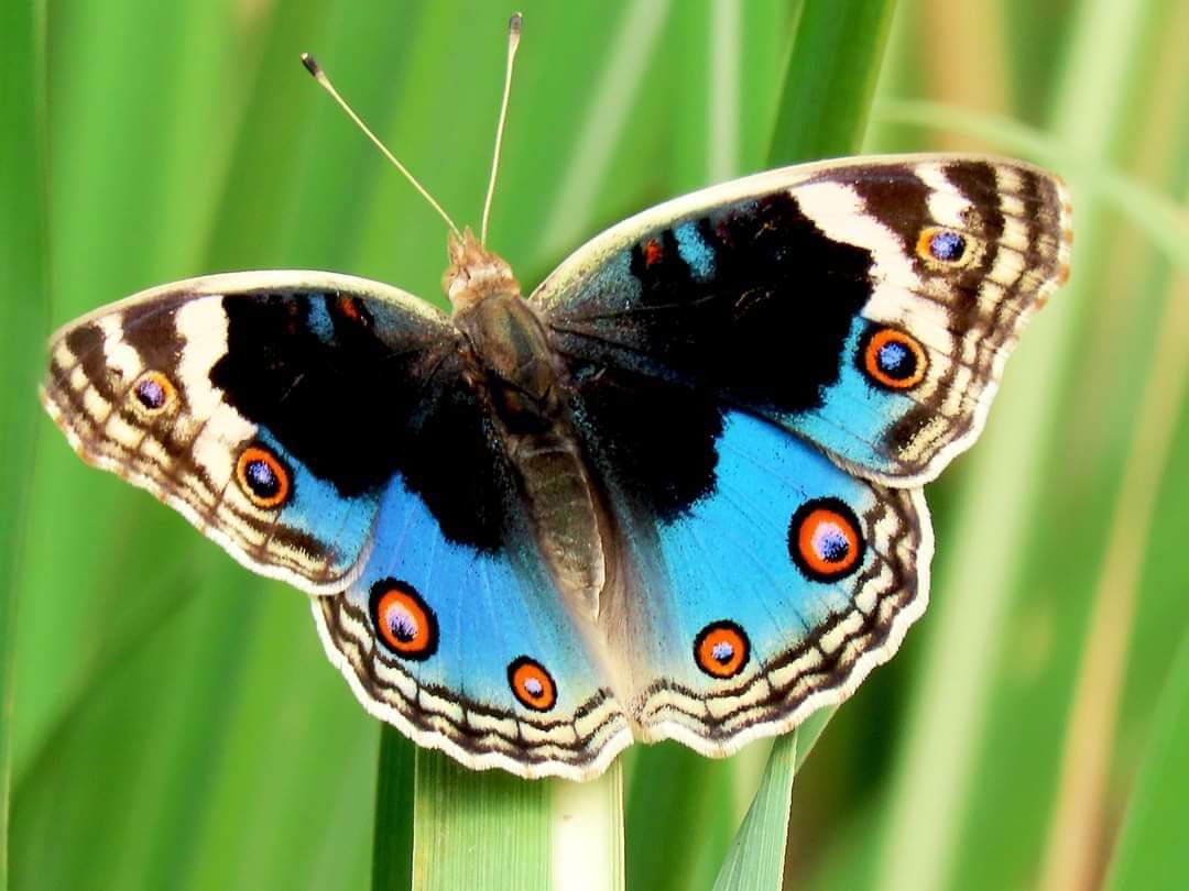 Butterfly of Union territory of Jammu and Kashmir.
