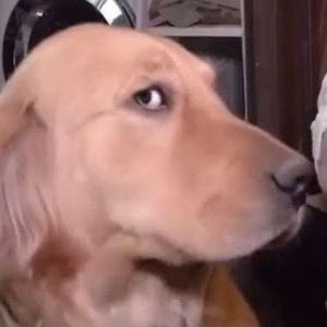 nunidkitkat's tweet image. อันที่กี่ทีๆก็ฮาไม่มีอะไรมาล้มล้างได้คือ เจคสั่งมา sit sit! จนบอกให้นั่งเป็นภาษาเกาหลี หมาถึงนั่ง กุจะขิตละดูหน้าหมา55555555555555555555555555555555555555 lm from Korea bro, You know?? 5555555555555555555555555