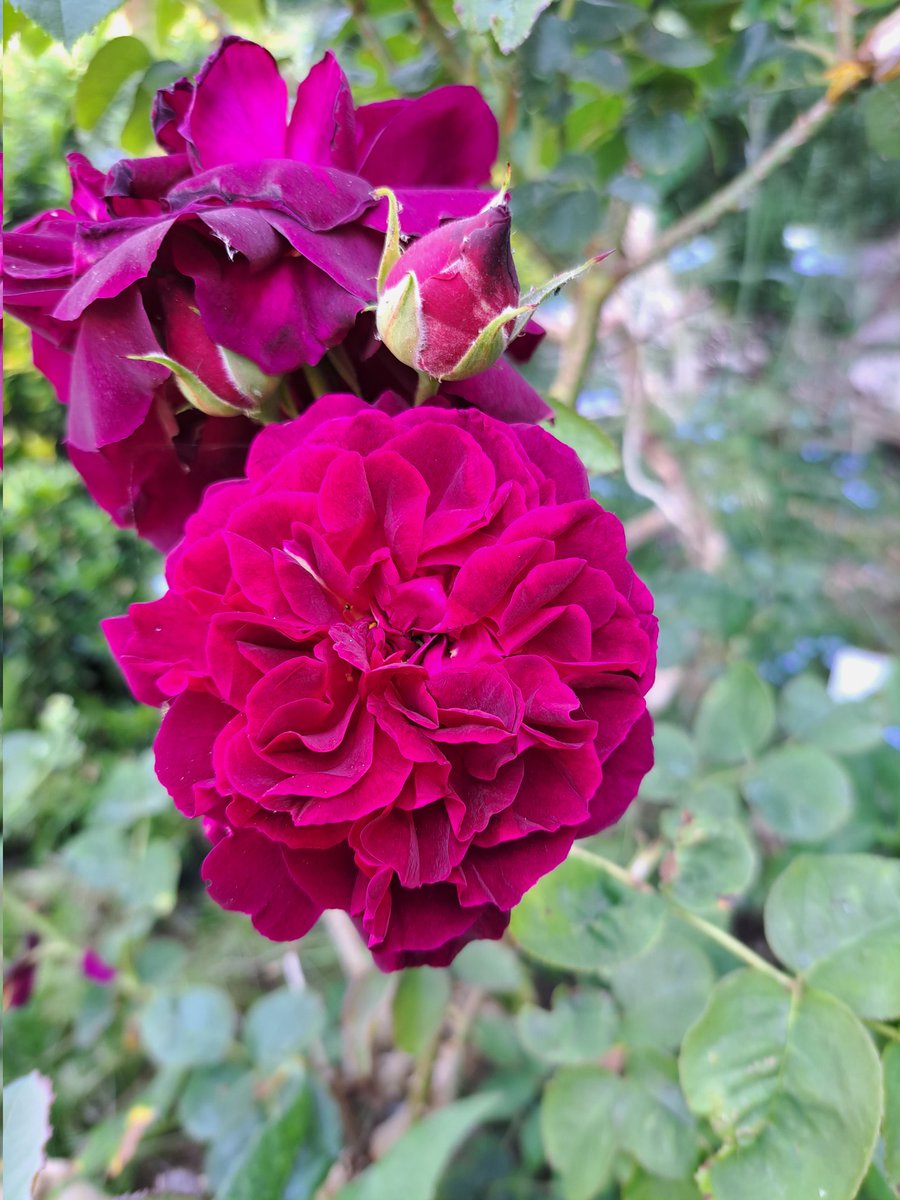 Really enjoying the Rose's. #GardeningTwitter #flowerpower #garden #mygarden #Flowers #Roses #gardening