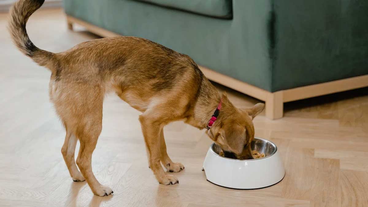 🚫🐶 Caution! Keep your furry friend safe and healthy by avoiding these dog foods. From artificial additives to harmful ingredients, we've uncovered the culprits that should never make it into your pup's bowl. #TheBestPetDogs #DogsOfInsta #HealthyDogs 🐾🥦
thebestpetdogs.blogspot.com/2023/06/you-mu…