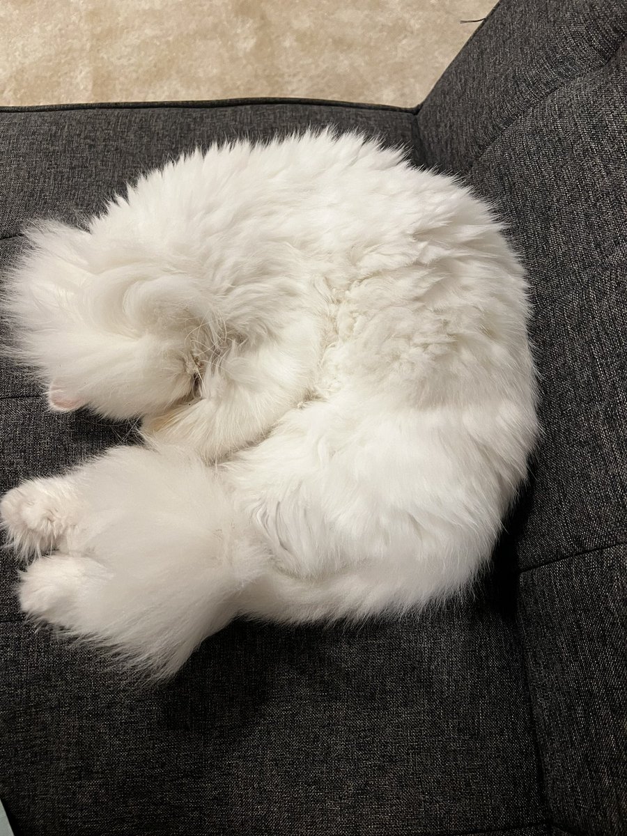 spode_'s tweet image. Yeah