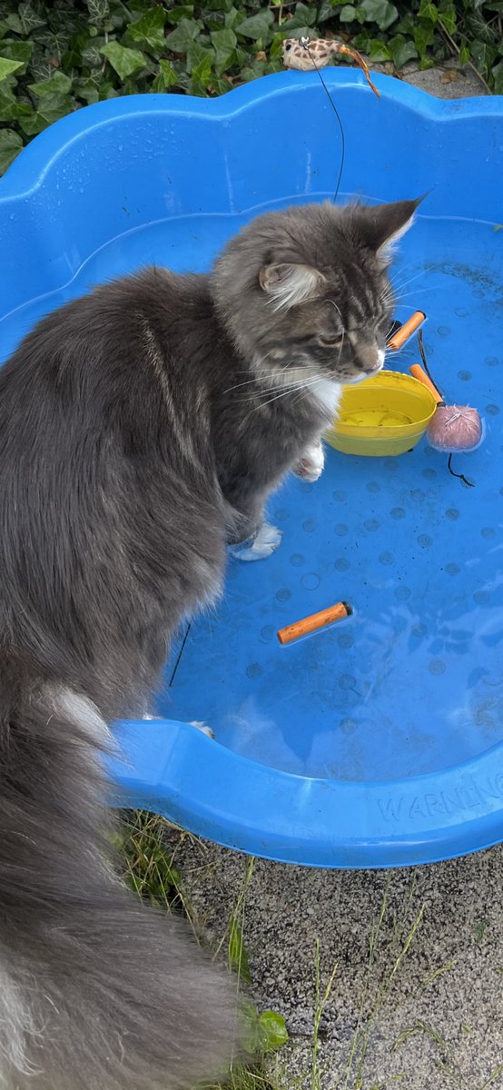 Wettervorhersage für heute: der Kater belagert schon mal das Planschbecken