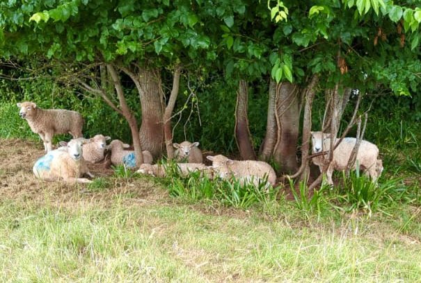 Nothing to see here just pride of Devon & Cornwall ‘not so’ Longwools just chillin in the morning shade without a care in the world.
🐑🌳🌞
#rbst 
#devonandcornwalllongwool