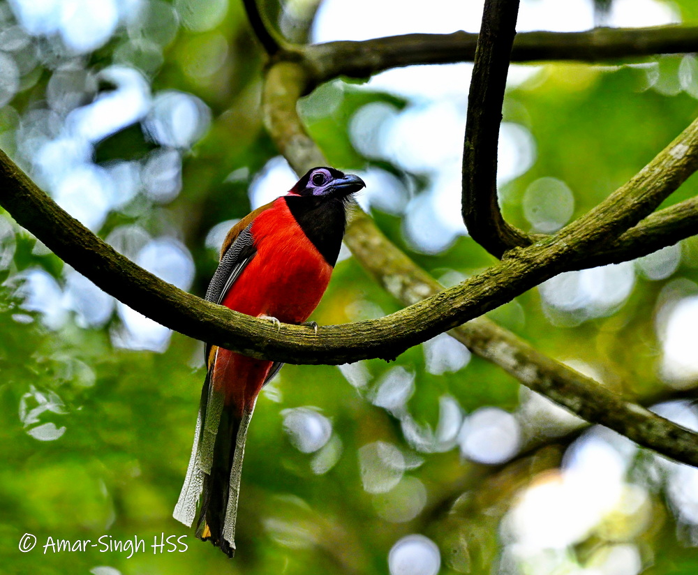 Went back to look for the Diard's Trogon (Harpactes diardii) today.
Saw a lovely adult male. 
#BirdsSeenIn2023 #Ipoh #Perak #Malaysia @Avibase @orientbirdclub @IndiAves