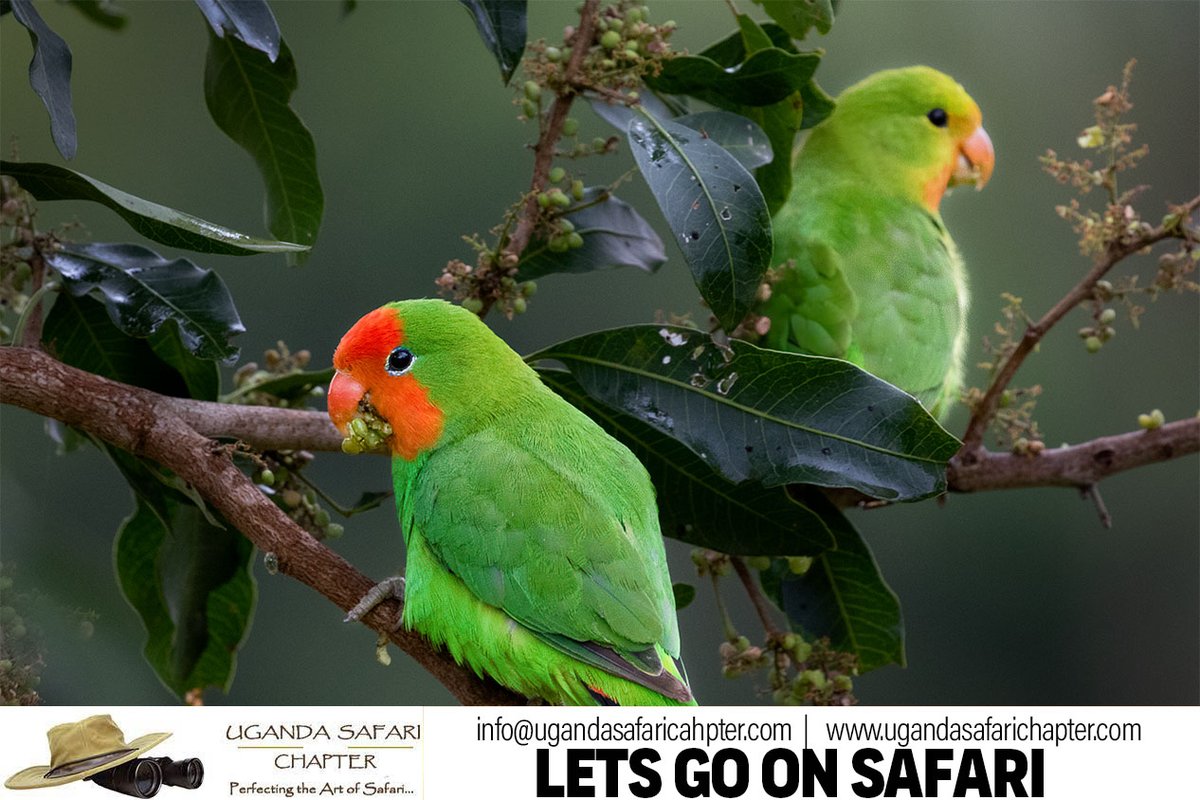 Do you love birds? Uganda is the perfect destination for bird watching with over 1400 bird spices. #birdwatching #safari #PearlofAfrica #Uganda