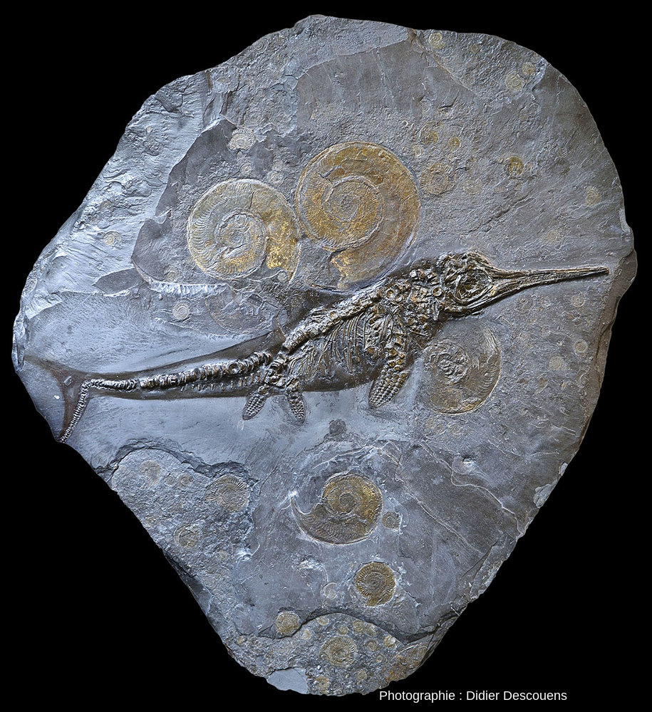 VincentReneleau's tweet photo. Pour le plaisir des yeux: un Ichthyosaure et plusieurs specimens d'Harpoceras provenant du site d'Holzmaden, en Allemagne. Jurassique, 180 millions d'années. https://t.co/shaeu0sbIt