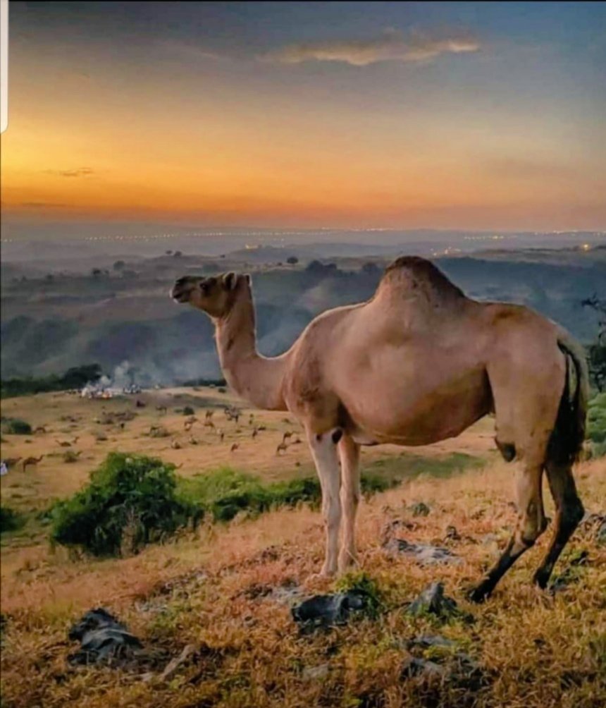 Patience & Humor are 2 Camel's that can take you through any desert.!!!
#WorldCamelDay 🐪